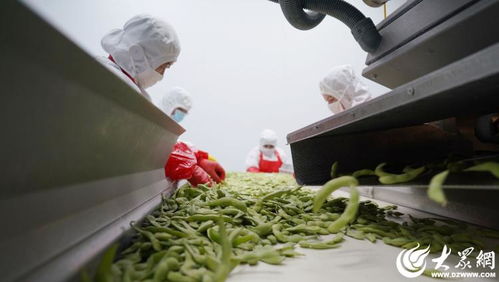 山东沂南 小果蔬撬动大产业，食品包装机械助力腾飞